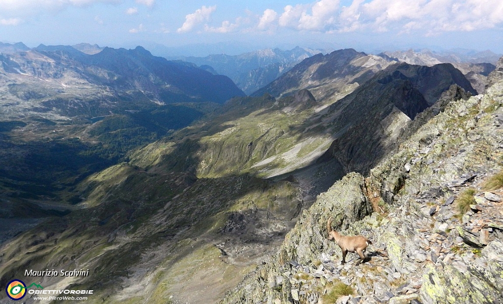 32 Stambecco di Val Brembana.....JPG